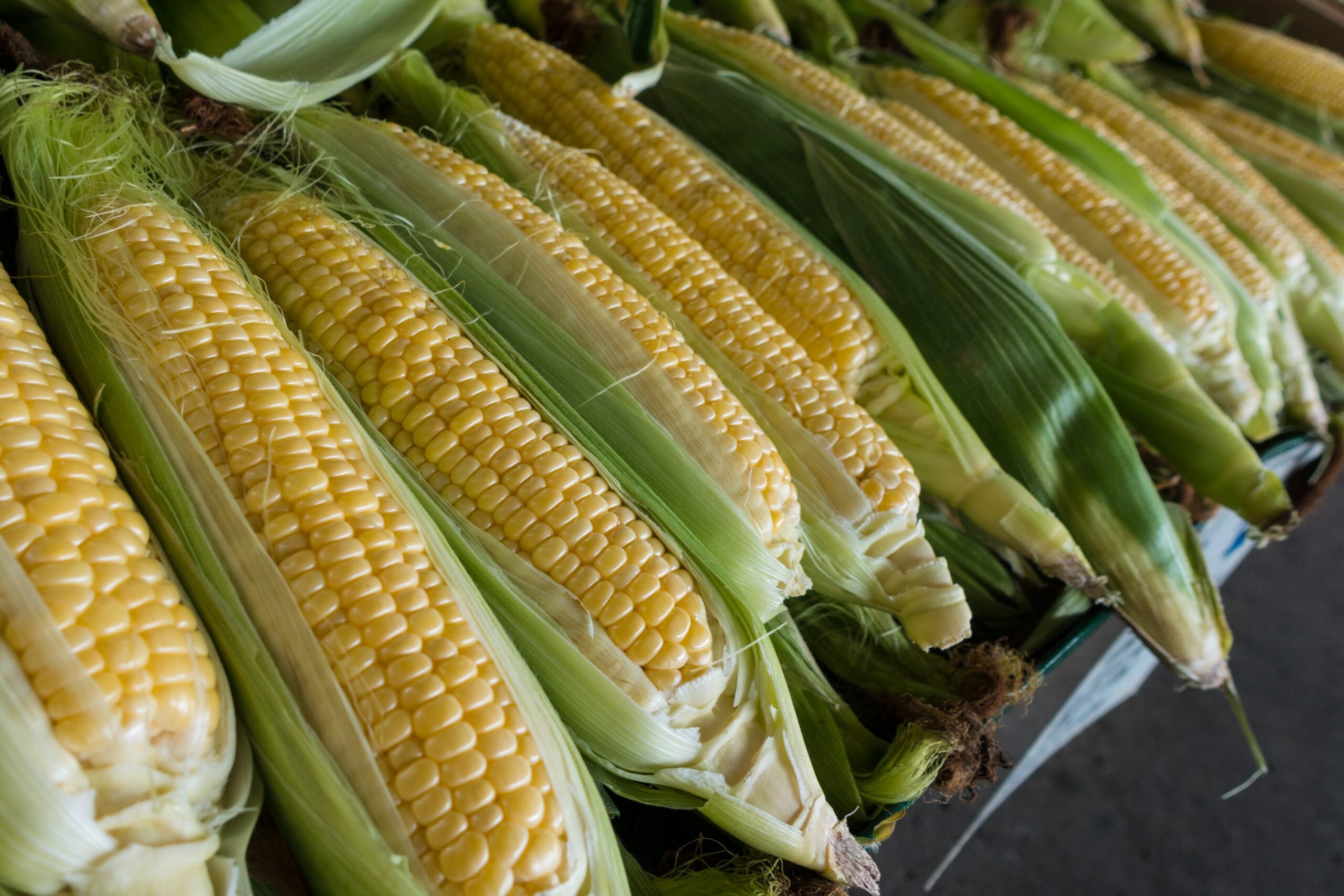 Sweet Corn- Top tips on how to plant them