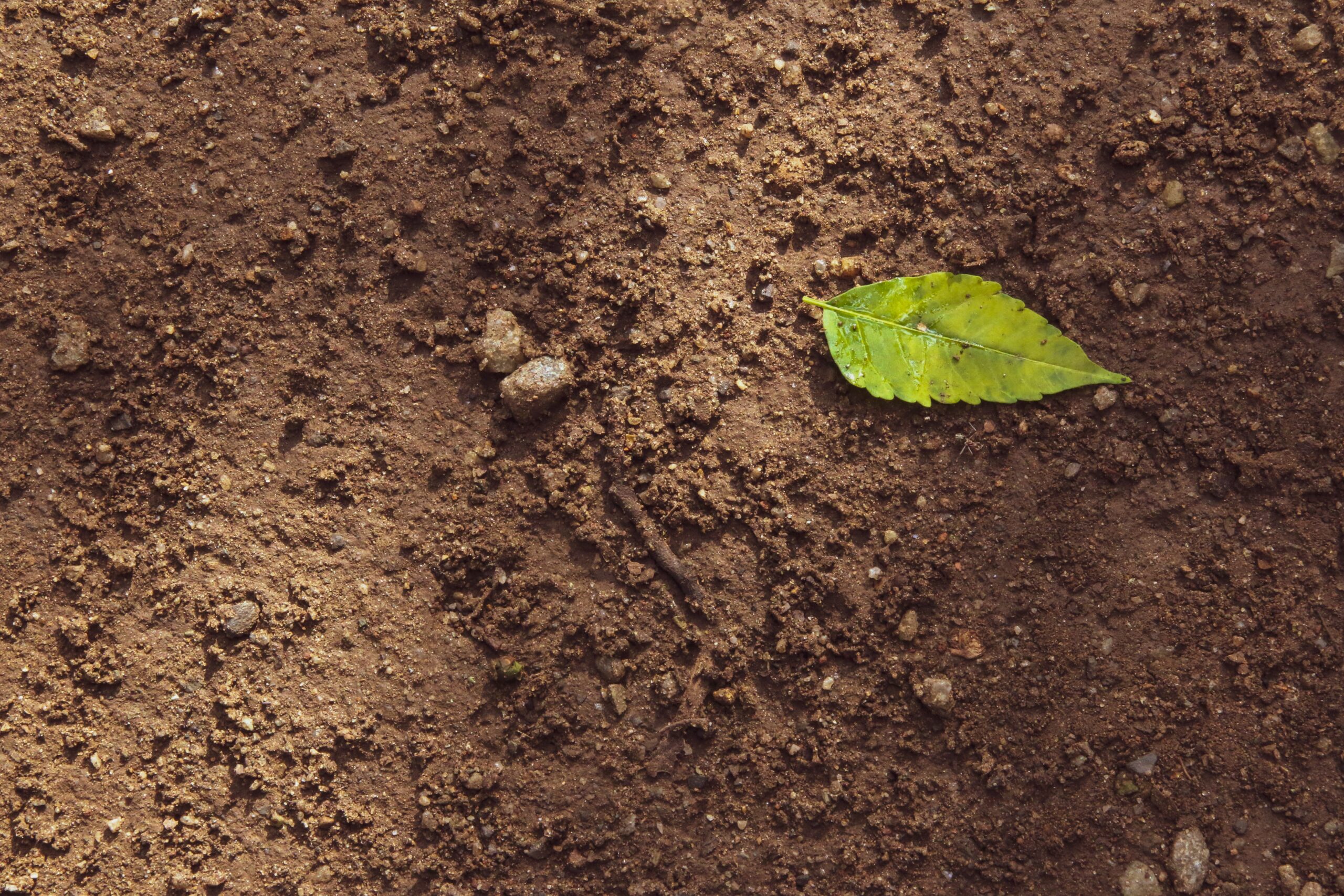 How to improve soil quality for your garden