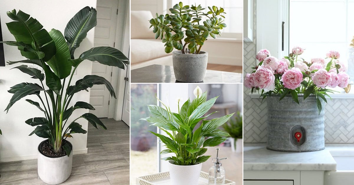 Must have Indoor plants for good vibes