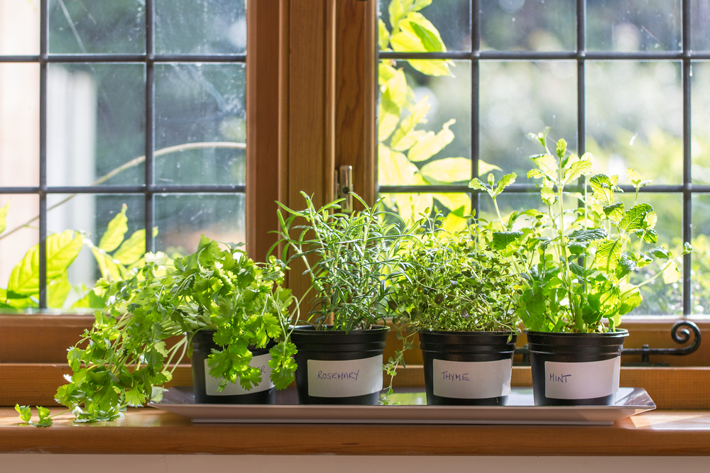 Herbs for kitchen garden