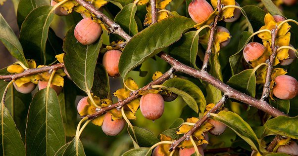 5 Fruit giving plants for Winters