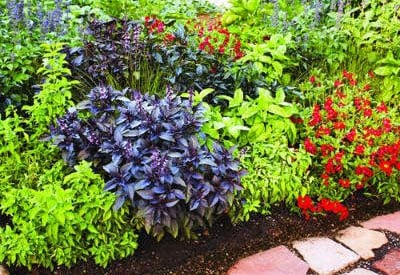 How to plan your home garden