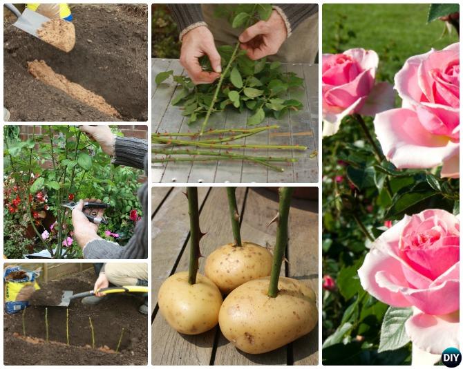 How to grow Rose from Potato