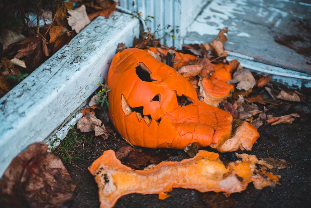 How do you incorporate rotting Halloween pumpkins into your garden?