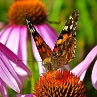 How To Grow Beautiful Coneflowers with Proper Care.