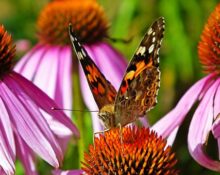How To Grow Beautiful Coneflowers with Proper Care.