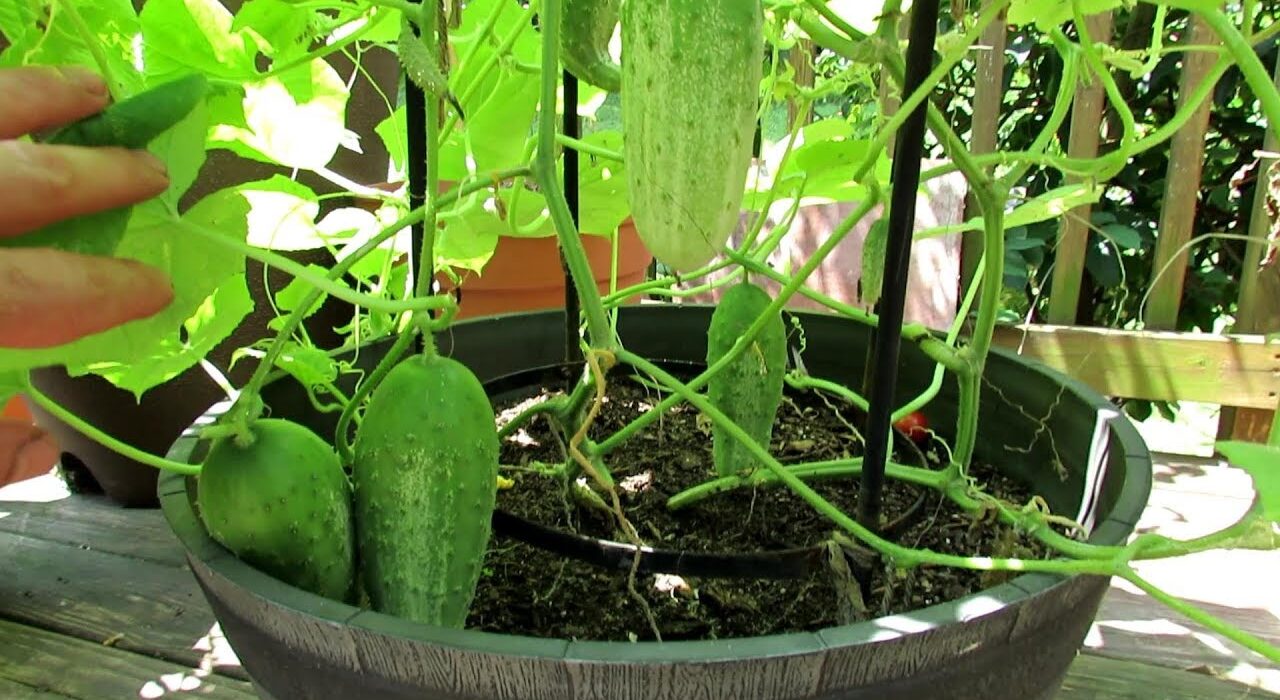 Grow Cucumbers In Pots