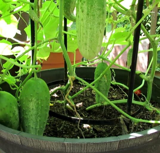 Grow Cucumbers In Pots