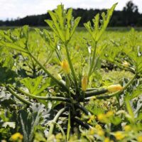 Profitable Crops To Grow In Your Backyard.
