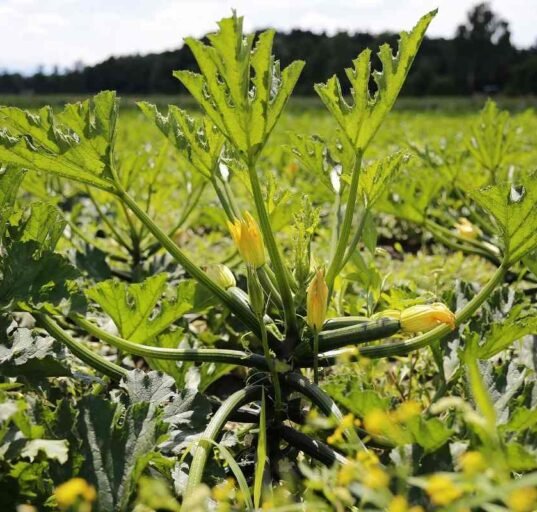 Profitable Crops To Grow In Your Backyard.