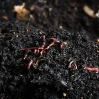 Making a Vermicomposting pit in your own home