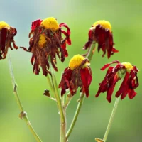 Plant Wilting Can Be A Serious Problem When It Comes To Gardening.