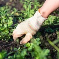 5 Safe And Easy Ways To Build A Weed Free Garden.