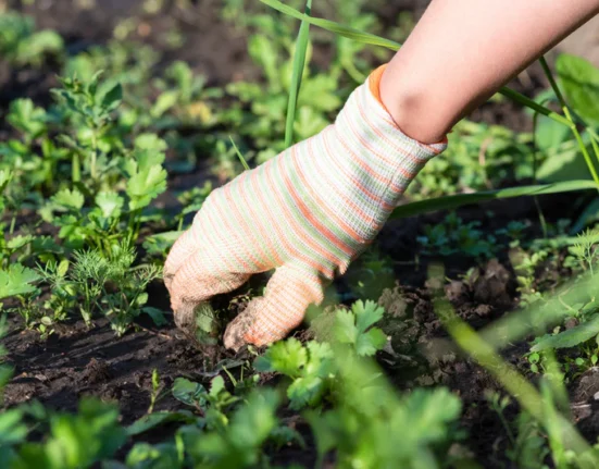 5 Safe And Easy Ways To Build A Weed Free Garden.