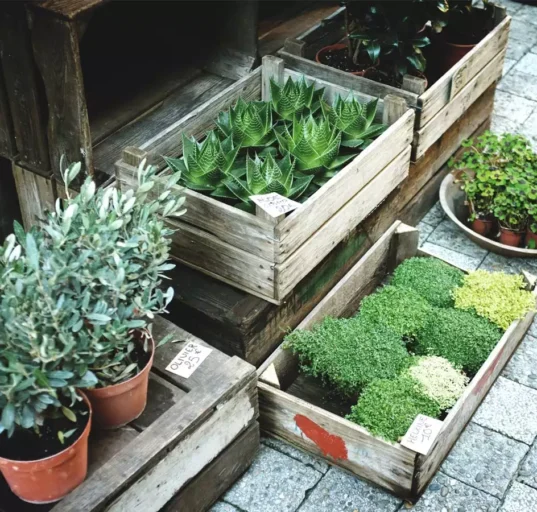 medicinal plants you can grow at home