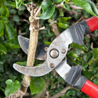 Use The Pruning Shears Correctly.