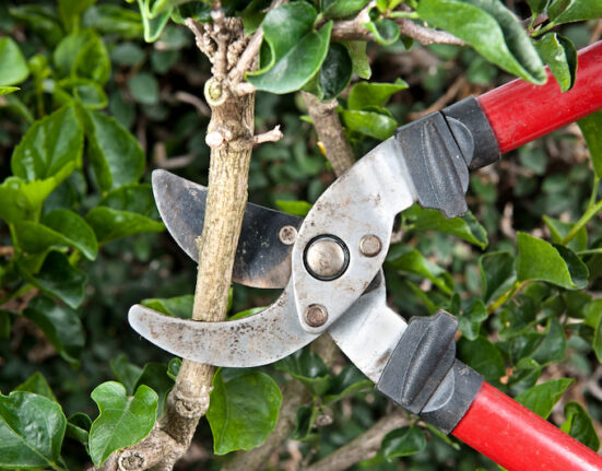 Use The  Pruning Shears Correctly.