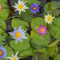 flowers that can be used to embellish aqua