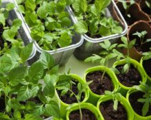 12 Edible Plants to grow in your home