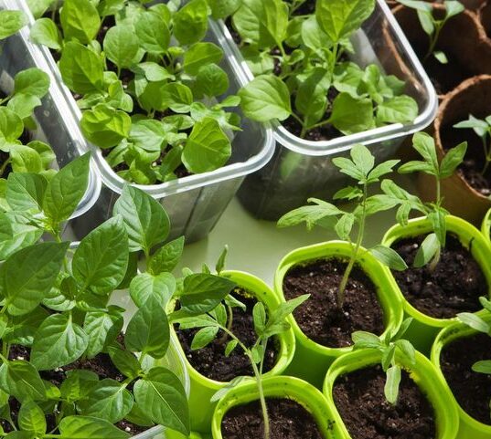 12 Edible Plants to grow in your home
