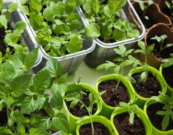 12 Edible Plants to grow in your home