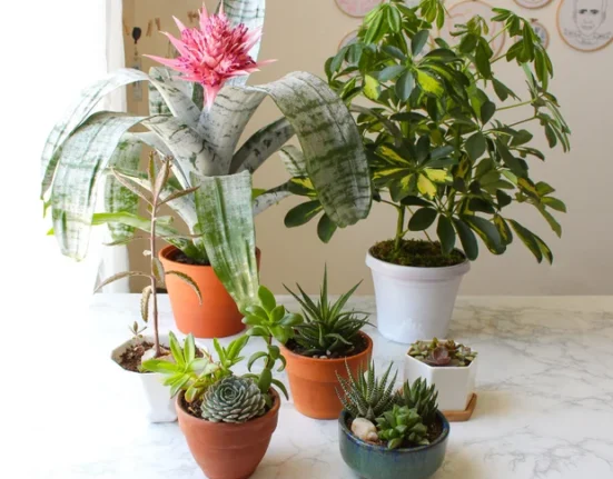 choosing the best pots for your plants