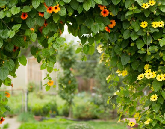 Gorgeous Flowering Vines For Your Garden
