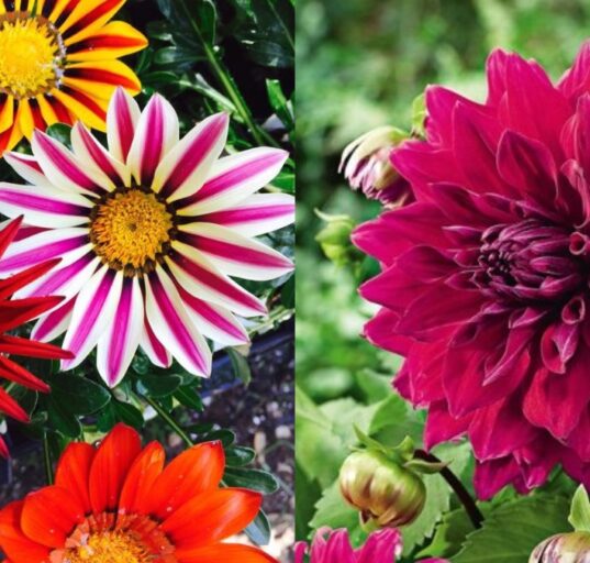 Beautiful Winter Flowering Plants