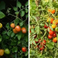 Determinate Tomatoes