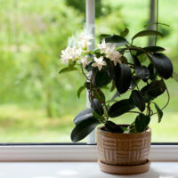 Eye-Soothing Plants To Keep At Your Home