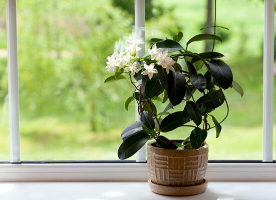 Eye-Soothing Plants To Keep At Your Home