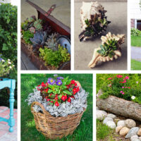 5 Creative Plant Ideas