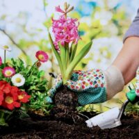 Healthy And Eco Gardening