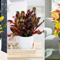 Best Croton Plants