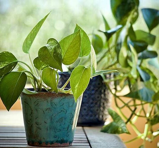Money Plant Vastu