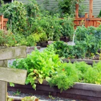 Start growing your own food today