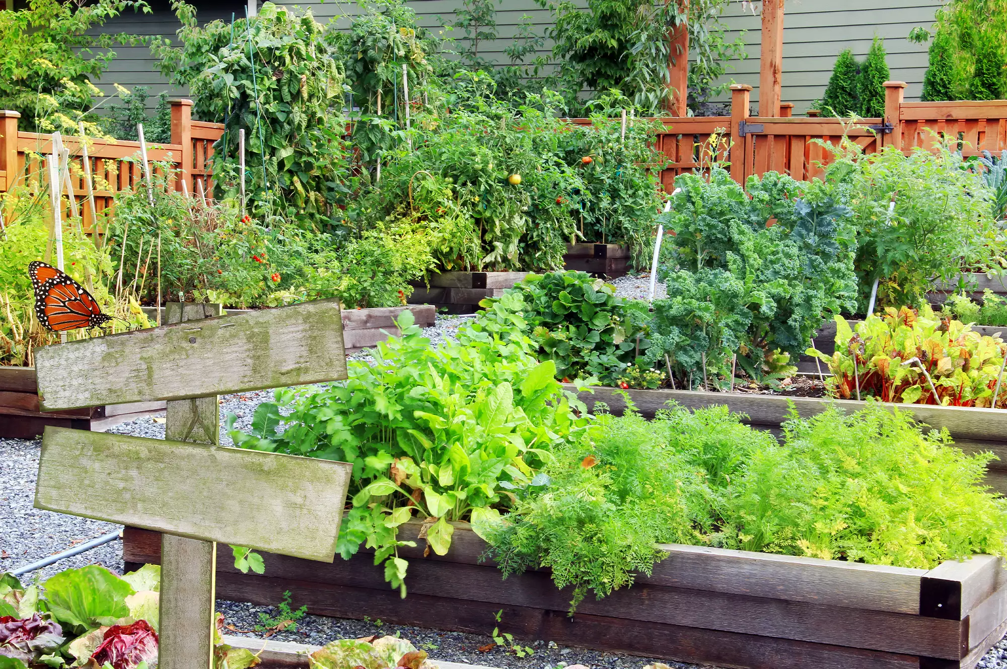 Kitchen Garden | Start growing your own food today - hungry.garden