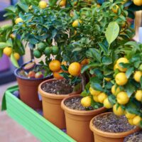 5 fruit trees that you can grow in small pots