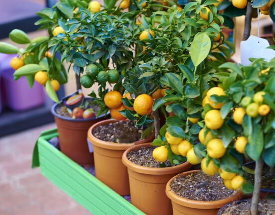 5 fruit trees that you can grow in small pots
