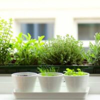 Planning to grow herbs in your kitchen garden?