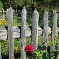 Common-Problems-You-Can-Solve-by-Repairing-Your-Garden-Fence-Hungry-Garden
