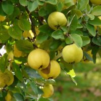 5-Fruit-giving-plants-winters-hungry-garden