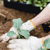 How To Start A Garden (The Ultimate Guide)