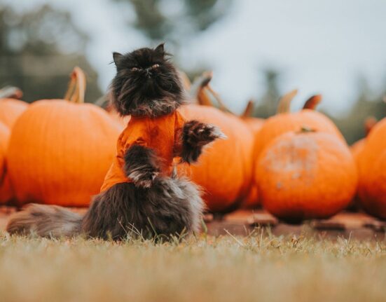 incorporate-rotting-Halloween-pumpkins-into-your-garden-Hungry-Garden