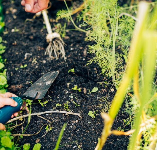 remove-unwanted-plants-from-your-kitchen-garden-Hungry-Garden