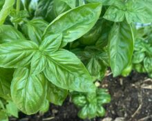 How-long-should-a-basil-plant-be-expected-to-keep-providing-edible-leaves-Hungry-Garden