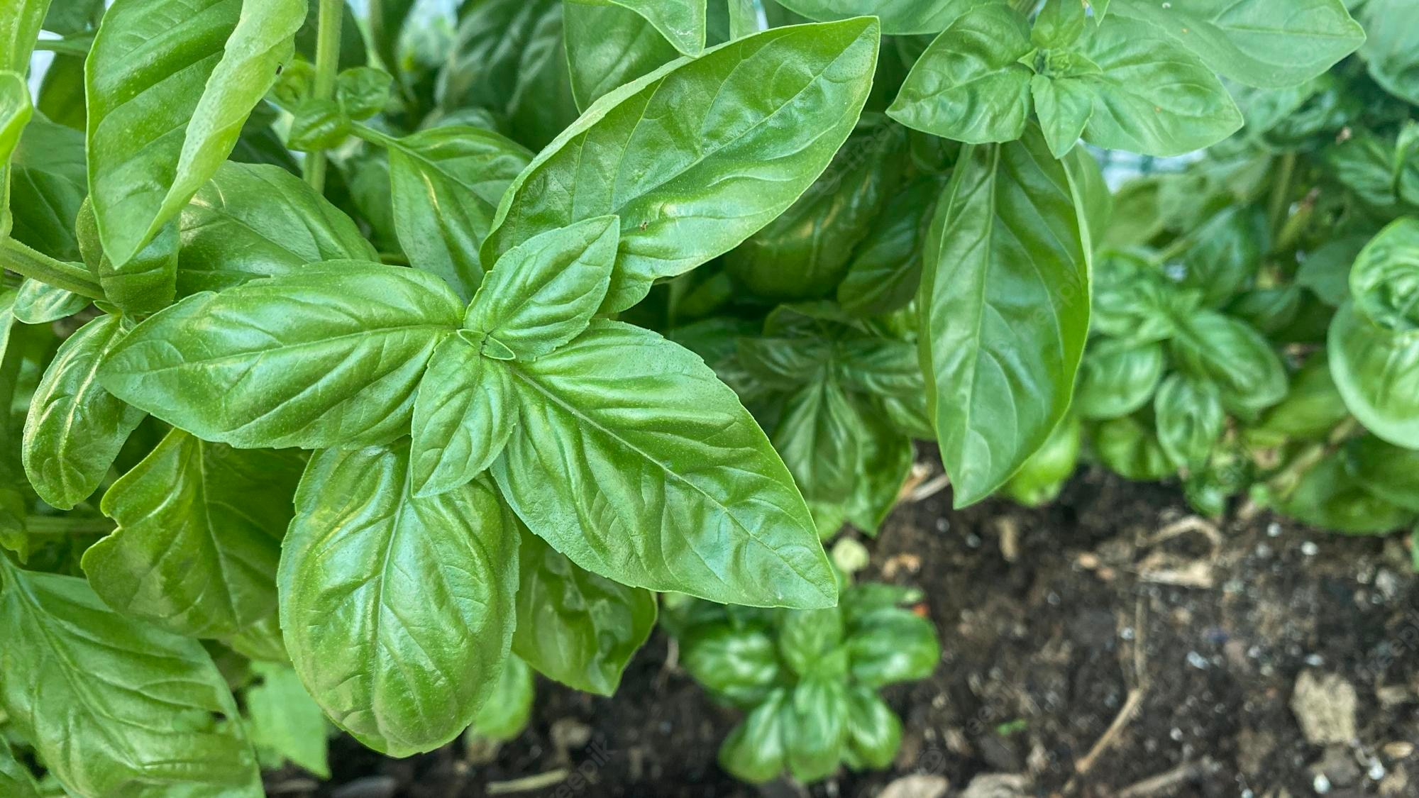 How long should a basil plant be expected to keep providing edible leaves?