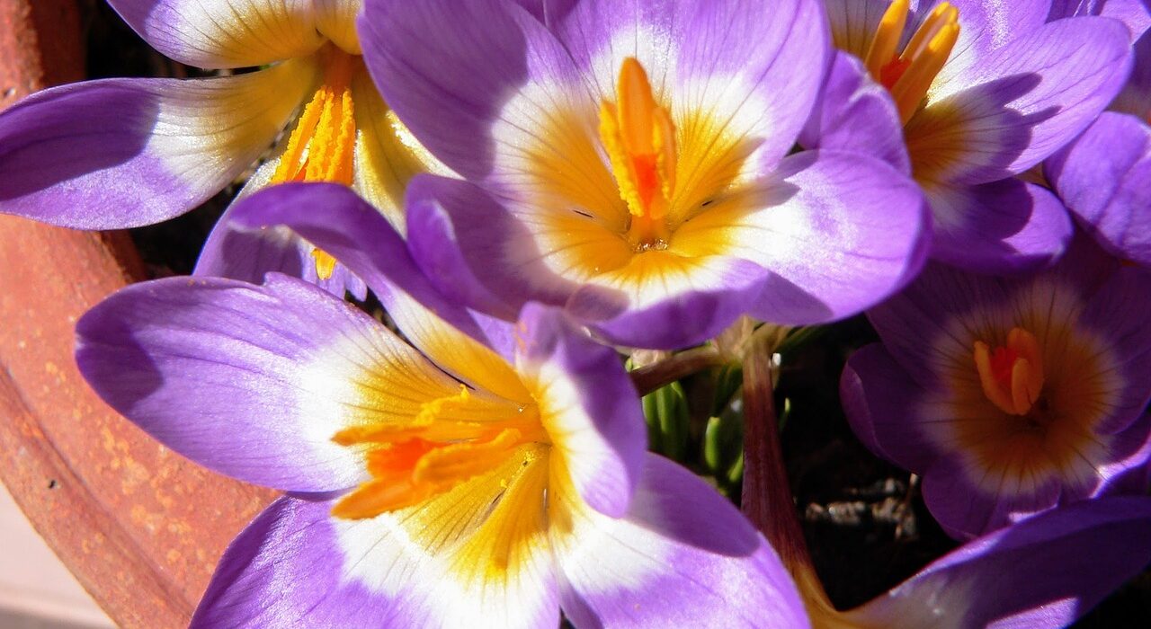 grow-saffron-in-your-garden-Hungry-Garden