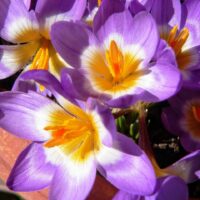 grow-saffron-in-your-garden-Hungry-Garden