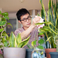 indoor-plants-for-good-vibes-hungrygarden